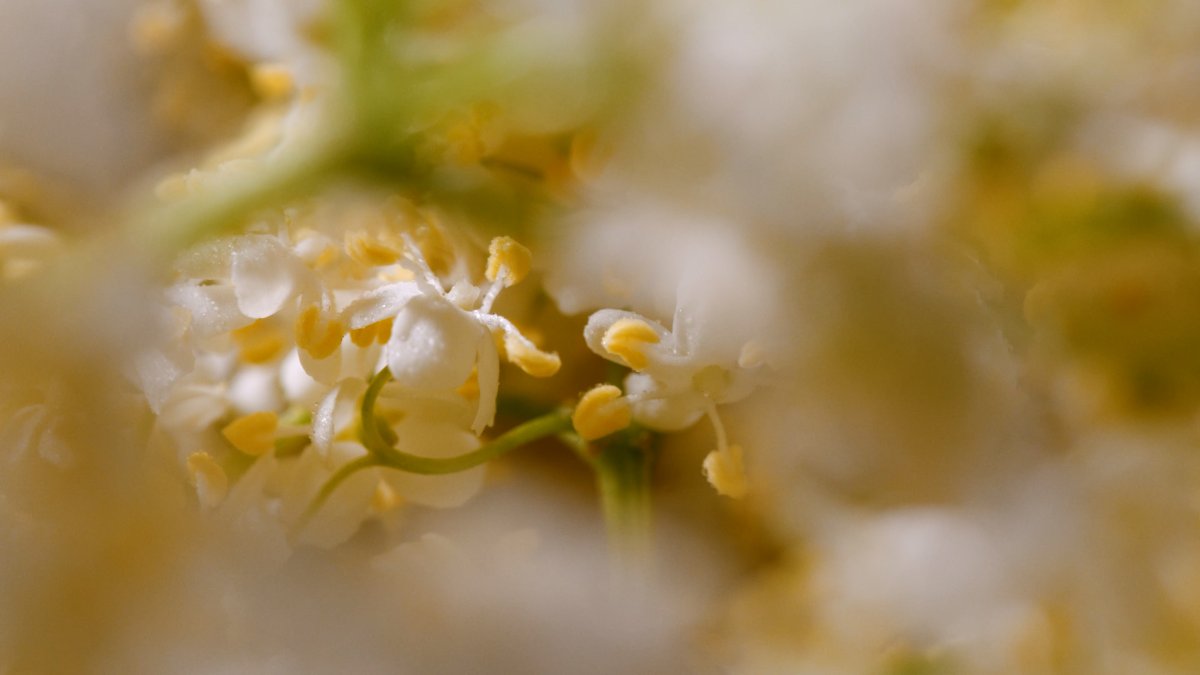 Elderflower in Slow Motion